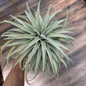 (i) `WA z (nV[ × LZOtBJ) (No.21729) (GA[vc eBWA ϗtA  Ǌ| CeA ~j ^ ^ ݂艺  hybrid harrisii × xerographica)