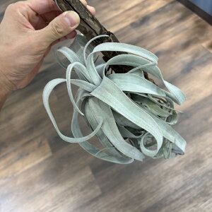 (i) `WA 'r[RA[' (No.22297) (GA[vc eBWA ϗtA  Ǌ| CeA ~j ^ ݂艺  XgvgtB x[Y `AyVX Bea Correal