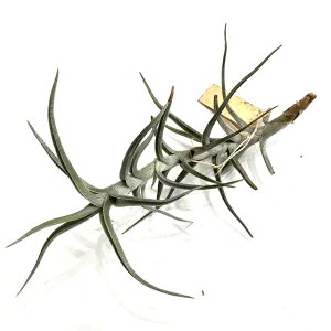 (i) `WA fBAMeVX (No.21201) (GA[vc eBWA ϗtA  Ǌ| CeA ~j ^ ݂艺  diaguitensis)