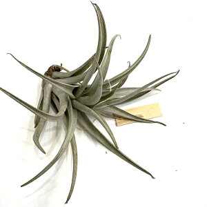 (i) `WA V[h~JX (No.22144) (GA[vc eBWA ϗtA  Ǌ| CeA ~j ^ ^ ݂艺  pseudomicans)