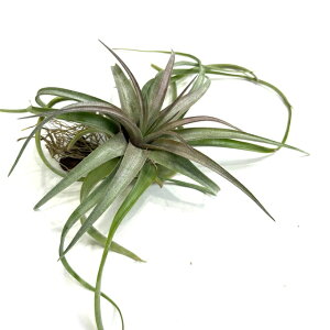 (i) `WA 'GbNmubN' (No.21380) (GA[vc eBWA ϗtA  Ǌ| CeA ~j ^ ݂艺  uLJEX × XgvgtB 'Eric Knoblo