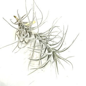 (i) `WA eNg JEbZX (No.22136) (GA[vc eBWA ϗtA  Ǌ| CeA ~j ^ ݂艺  tectorum var. caulescens)