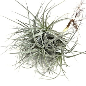 (i) `WA NrtHA nCubh (No.21556) (GA[vc eBWA ϗtA  Ǌ| CeA ~j ^ ݂艺  recurvifolia hybrid)