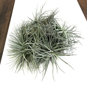 (i) `WA XgN^ Vo[^Cv (No.22103) (GA[vc eBWA ϗtA  Ǌ| CeA ~j ^ ^ ݂艺  stricta)