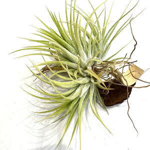 (i) `WA CIi^ 'X[TCYzCg' (No.21916) (GA[vc eBWA ϗtA  Ǌ| CeA ~j ^ ݂艺  ionantha 'Sumo Size White' XETC