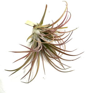 (i) `WA 'NC[Y gPbg' (No.22066) (GA[vc eBWA ϗtA  Ǌ| CeA ~j ^ ݂艺  tx[^ × CIi^ 'Queen's Trinket'