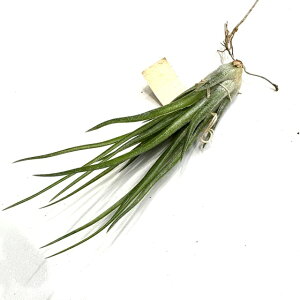 (i) `WA z (u{[T × CIi^ 'tGS') (No.21422) (GA[vc eBWA ϗtA  Ǌ| CeA ~j ^ ^ ݂艺  hybrid bulbosa × ionantha