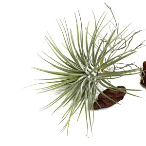 (i) `WA z(CIi^ 'V[^' × }OkVA[i) (No.21346) (GA[vc eBWA ϗtA  Ǌ| CeA ~j ^ ݂艺  hybrid ionantha 'Rosita' 