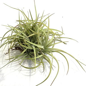 (i) `WA z(CIi^ × RR[) (No.21344) (GA[vc eBWA ϗtA  Ǌ| CeA ~j ^ ݂艺  hybrid ionantha × concolor)