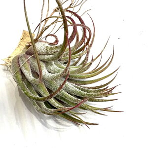 (i) `WA z(ZAi × CIi^) (No.21659) (GA[vc eBWA ϗtA  Ǌ| CeA ~j ^ ݂艺  hybrid seleriana × ionantha)