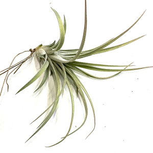 (i) `WA 'J_[K[' (No.21750) (GA[vc eBWA ϗtA  Ǌ| CeA ~j ^ ݂艺  'Calendar Girl' IzhGVX × CIi^ ri