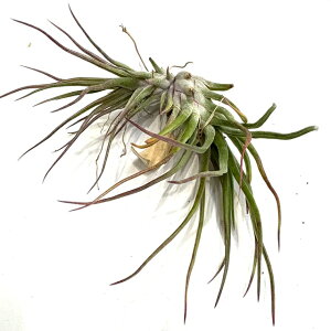 (i) `WA 'fbN' (No.22186) (GA[vc eBWA ϗtA  Ǌ| CeA ~j ^ ݂艺  z u{[T × CIi^ hybrid 'Derek' bulbosa × ionant