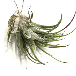 (i) `WA z(CIi^ 'u' × ZAi) (No.21590) (GA[vc eBWA ϗtA  Ǌ| CeA ~j ^ ݂艺  hybrid ionantha 'Rubra' × seleria