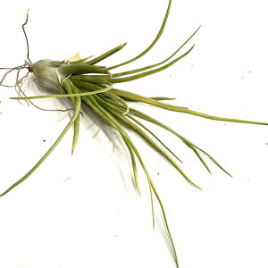 (i) `WA z(u{[T x[Y × CIi^ '') (No.21874) (GA[vc eBWA ϗtA  Ǌ| CeA ~j ^ ^ ݂艺  hybrid bulbosa be