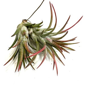 (i) `WA 'ZeBbNXpCA[' (No.21752) (GA[vc eBWA ϗtA  Ǌ| CeA ~j ^ ݂艺  CIi^ 'hCh' × CIi^ o