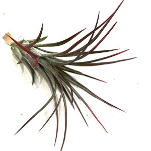 (i) `WA 'p` bhtFjbNX' (No.22183) (GA[vc eBWA ϗtA  Ǌ| CeA ~j ^ ^ Js^[^ W × CIi^ LVR 'Pac