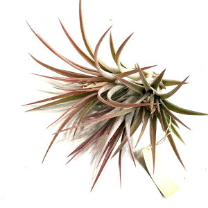 (i) `WA z(CIi^ × RR[ 'ZNgbh') (No.21565) (GA[vc eBWA ϗtA  Ǌ| CeA ~j ^ ݂艺  hybrid ionantha × 