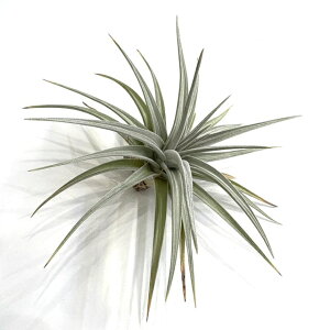 (i) `WA CLVICfX 'tOg h[t' (No.21961) (GA[vc eBWA ϗtA  Ǌ| CeA ~j ^ ݂艺  ixioides 'Fragrant Dwarf')