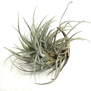 (i) `WA pAZA Av}ZVX (No.22084) (GA[vc eBWA ϗtA  Ǌ| CeA ~j ^ ݂艺  paleacea ssp. apurimacensis)