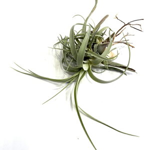 (i) `WA t~X (No.22124) (GA[vc eBWA ϗtA  Ǌ| CeA ~j ^ ^ ݂艺  humilis)