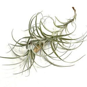 (i) `WA CJi[^ (No.21649) (GA[vc eBWA ϗtA  Ǌ| CeA ~j ^ ^ ݂艺  incarnata)