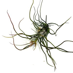 (i) `WA u{[T 'x[Y' (No.22299) (GA[vc eBWA ϗtA  Ǌ| CeA ~j ^ ݂艺  bulbosa 'Belize')