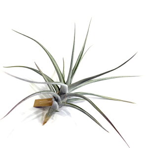 (i) `WA z(Ar_ × V[fBAi) (No.21669) (GA[vc eBWA ϗtA  Ǌ| CeA ~j ^ ݂艺  hybrid albida × schiedeana)