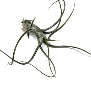 (i) `WA Jvgf[T 'WCAg' (No.21361) (GA[vc eBWA ϗtA  Ǌ| CeA ~j ^ ݂艺  JvghD[T caput-medusae 'Giant'