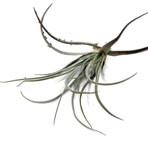 (i) `WA [`F(?) (No.22164) (GA[vc eBWA ϗtA  Ǌ| CeA ~j ^ ݂艺  zecheri)