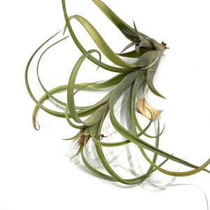 (i) `WA z('J[[X' × 'cCXebheB') (No.21726) (GA[vc eBWA ϗtA  Ǌ| CeA ~j ^ ^ ݂艺  hybrid 'Curly Sli