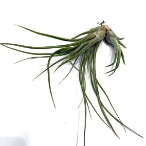 (i) `WA z(u{[T × vGuVX) (No.21722) (GA[vc eBWA ϗtA  Ǌ| CeA ~j ^ ݂艺  hybrid bulbosa × pueblensis)