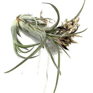 (i) `WA pEVtHA 'Xm[zCg' (No.22200) (GA[vc eBWA ϗtA  Ǌ| CeA ~j ^ ݂艺  paucifolia Snow White)