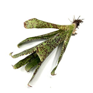 (i) `WA ul (No.22190) (GA[vc eBWA ϗtA  Ǌ| CeA ~j ^ ^ ݂艺  ul brenneri)