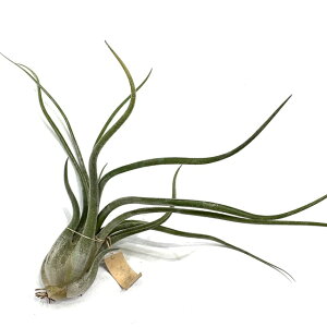 (i) `WA z(Jvgf[T 'p[v' × WZtHA) (No.22157) (GA[vc eBWA ϗtA  Ǌ| CeA ~j ^ ^ ݂艺  hybrid
