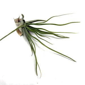 (i) `WA 'V[^C' (No.22091) (GA[vc eBWA ϗtA  Ǌ| CeA ~j ^ ݂艺  u{[T XgvgtB hybrid 'Showtime' bulbosa stre