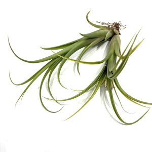 (i) `WA 'cCXebheB' WCAg O[ (No.21819) (GA[vc eBWA ϗtA  Ǌ| CeA ~j ^ ݂艺  C^[fBA × 