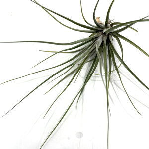 (i) `WA {be (No.22172) (GA[vc eBWA ϗtA  Ǌ| CeA ~j ^ ݂艺  botteri)