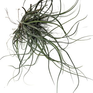 (i) `WA u{[T z (No.22300) (GA[vc eBWA ϗtA  Ǌ| CeA ~j ^ ݂艺  bulbosa hybrid)