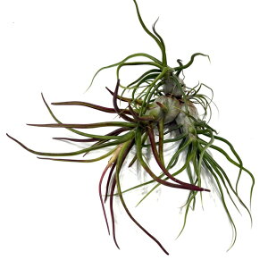 (i) `WA u{[T z (No.21892) (GA[vc eBWA ϗtA  Ǌ| CeA ~j ^ ݂艺  bulbosa hybrid)