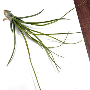 (i) `WA '``' (No.21763) (GA[vc eBWA ϗtA  Ǌ| CeA ~j ^ ^ ݂艺  hybrid z tFCG × u{[T 'Rechonch