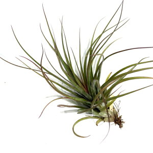 (i) `WA Js^[^ 'bh X' (No.22156) (GA[vc eBWA ϗtA  Ǌ| CeA ~j ^ ݂艺  capitata 'Red X')