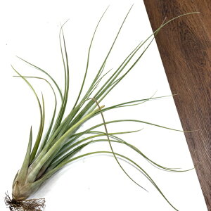 (i) `WA z(u{[T 'MKe' × }OjXsJ) (No.22047) (GA[vc eBWA ϗtA  Ǌ| CeA ~j ^ ^ ݂艺  hybrid bulbosa 'Gigan