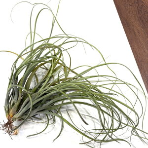 (i) `WA orVAi (No.22209) (GA[vc eBWA ϗtA  Ǌ| CeA ~j ^ ݂艺  orVA[i balbisiana)