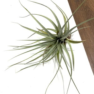 (i) `WA z(t@VN[^ × LZOtBJ) (No.21428) (GA[vc eBWA ϗtA  Ǌ| CeA ~j ^ ^ ݂艺  hybrid fasciculata × xe