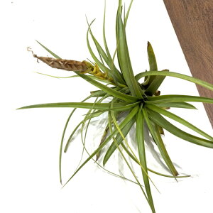 (i) `WA V[ (No.21458) (GA[vc eBWA ϗtA  Ǌ| CeA ~j ^ ^ ݂艺  rothii)