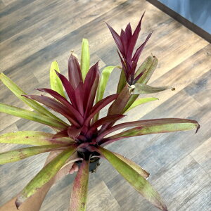 (i) `WA \jAX (No.22203) (GA[vc eBWA ϗtA  Ǌ| CeA ~j ^ ^ ݂艺  somnians)