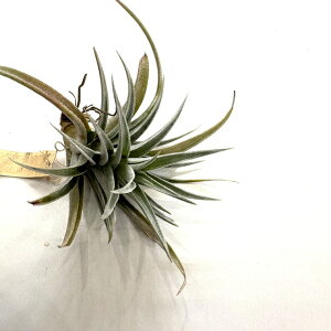 (i) `WA JEBXLAi (No.21988) (GA[vc eBWA ϗtA  Ǌ| CeA ~j ^ ݂艺  JrXLAi karwinslyana)