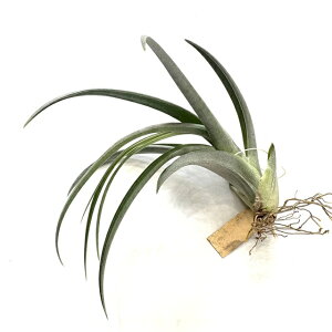 (i) `WA z(hDeB × eBtHA) (No.21727) (GA[vc eBWA ϗtA  Ǌ| CeA ~j ^ ݂艺  hybrid duratii × latifolia)