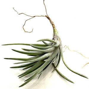 (i) `WA lON^ bh/uYtH[ (No.21989) (GA[vc eBWA ϗtA  Ǌ| CeA ~j ^ ݂艺  neglecta red/bronze form)