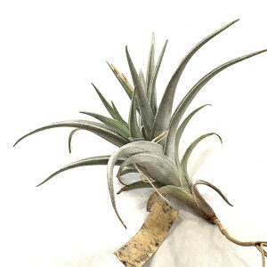 (i) `WA nZC (No.22171) (GA[vc eBWA ϗtA  Ǌ| CeA ~j ^ ݂艺  hasei)